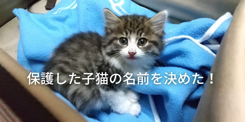 保護した子猫の名前